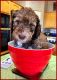 Bernedoodle Puppies for sale in Apache Junction, AZ, USA. price: NA
