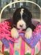 Bernedoodle Puppies for sale in Rochester, NY, USA. price: NA