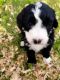 Bernedoodle Puppies for sale in 130 Lincoln Ave, Lester Prairie, MN 55354, USA. price: $2,000