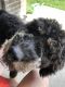Bernedoodle Puppies for sale in Rogers, AR, USA. price: $1,800