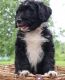 Bernedoodle Puppies for sale in Eau Claire, MI 49111, USA. price: $1,800