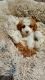 Bernedoodle Puppies for sale in Abingdon, VA 24211, USA. price: $3,000