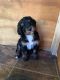 Bernedoodle Puppies for sale in Dalton, MA, USA. price: NA