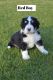 Bernedoodle Puppies for sale in Shelley, ID 83274, USA. price: $2,500