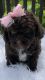 Bernedoodle Puppies for sale in Richmond, MI 48062, USA. price: NA