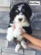 Bernedoodle Puppies for sale in Shelley, ID 83274, USA. price: $2,500