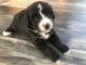 Bernedoodle Puppies for sale in Denver, CO, USA. price: NA