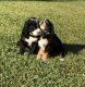 Bernedoodle Puppies for sale in Dallas, TX, USA. price: NA