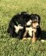Bernedoodle Puppies for sale in Dallas, TX, USA. price: $2,500