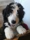 Bernedoodle Puppies for sale in Rapid City, SD, USA. price: $1,500