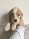 Bernedoodle Puppies for sale in Springfield, IL, USA. price: $2,000