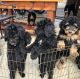 Bernedoodle Puppies for sale in Phelan, CA 92371, USA. price: NA