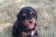 Bernedoodle Puppies for sale in Plain City, OH 43064, USA. price: NA