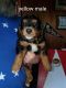 Bernedoodle Puppies for sale in St Paul, KS 66771, USA. price: $2,000