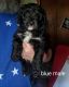 Bernedoodle Puppies for sale in St Paul, KS 66771, USA. price: $1,000