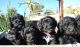 Bernedoodle Puppies for sale in Encinitas, CA, USA. price: $2,000