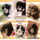 Bernedoodle Puppies for sale in Bamberg, SC 29003, USA. price: $2,000