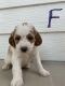 Bernedoodle Puppies for sale in Collinsville, IL, USA. price: NA