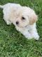 Bernedoodle Puppies for sale in Pico Rivera, CA, USA. price: NA