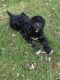 Bernedoodle Puppies for sale in Fort Ripley, MN 56449, USA. price: NA