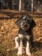 Bernedoodle Puppies for sale in Goodman, MO 64843, USA. price: NA