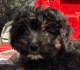 Bernedoodle Puppies for sale in Inwood, IA 51240, USA. price: NA