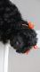 Bernedoodle Puppies for sale in Atwater, OH 44201, USA. price: $1,000