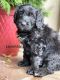 Bernedoodle Puppies for sale in Moorpark, CA 93021, USA. price: $1,500