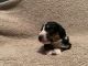 Bernedoodle Puppies for sale in Holt, MO 64048, USA. price: NA