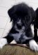 Bernedoodle Puppies for sale in Mission, TX, USA. price: NA