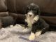 Bernedoodle Puppies for sale in Belgrade, MT 59714, USA. price: $2