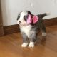 Bernedoodle Puppies for sale in Arthur, IL, USA. price: NA