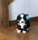 Bernedoodle Puppies for sale in Arthur, IL, USA. price: $2,500
