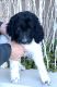Bernedoodle Puppies for sale in Richmond, IL 60071, USA. price: $1,500