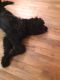Bernedoodle Puppies for sale in Howell, MI, USA. price: NA