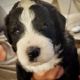Bernedoodle Puppies for sale in Jacksonville, FL, USA. price: NA