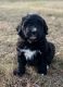 Bernedoodle Puppies for sale in Rochester, MA, USA. price: NA