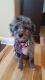 Bernedoodle Puppies for sale in Racine, WI, USA. price: NA
