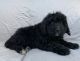 Bernedoodle Puppies for sale in Berlin, NJ 08009, USA. price: $1,600