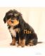 Bernedoodle Puppies for sale in Frazeysburg, OH 43822, USA. price: NA
