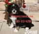 Bernedoodle Puppies for sale in Orem, UT, USA. price: $1,000