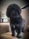 Bernedoodle Puppies for sale in Albion, IN 46701, USA. price: NA