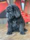 Bernedoodle Puppies for sale in Bell Gardens, CA 90202, USA. price: NA