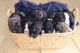 Bernedoodle Puppies for sale in Mayville, WI 53050, USA. price: NA