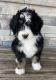 Bernedoodle Puppies for sale in Shelley, ID 83274, USA. price: $2,250