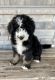 Bernedoodle Puppies for sale in Shelley, ID 83274, USA. price: $1,500