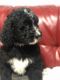 Bernedoodle Puppies for sale in Bardstown, KY 40004, USA. price: NA