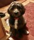 Bernedoodle Puppies for sale in Paramus, NJ 07652, USA. price: $1,800