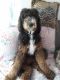 Bernedoodle Puppies for sale in Pahrump, NV 89048, USA. price: NA