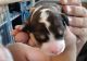 Bernedoodle Puppies for sale in Pahrump, NV, USA. price: NA
